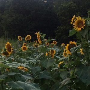 Meet your Posher, Janice